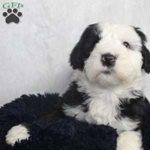 Bethany, Sheepadoodle Puppy